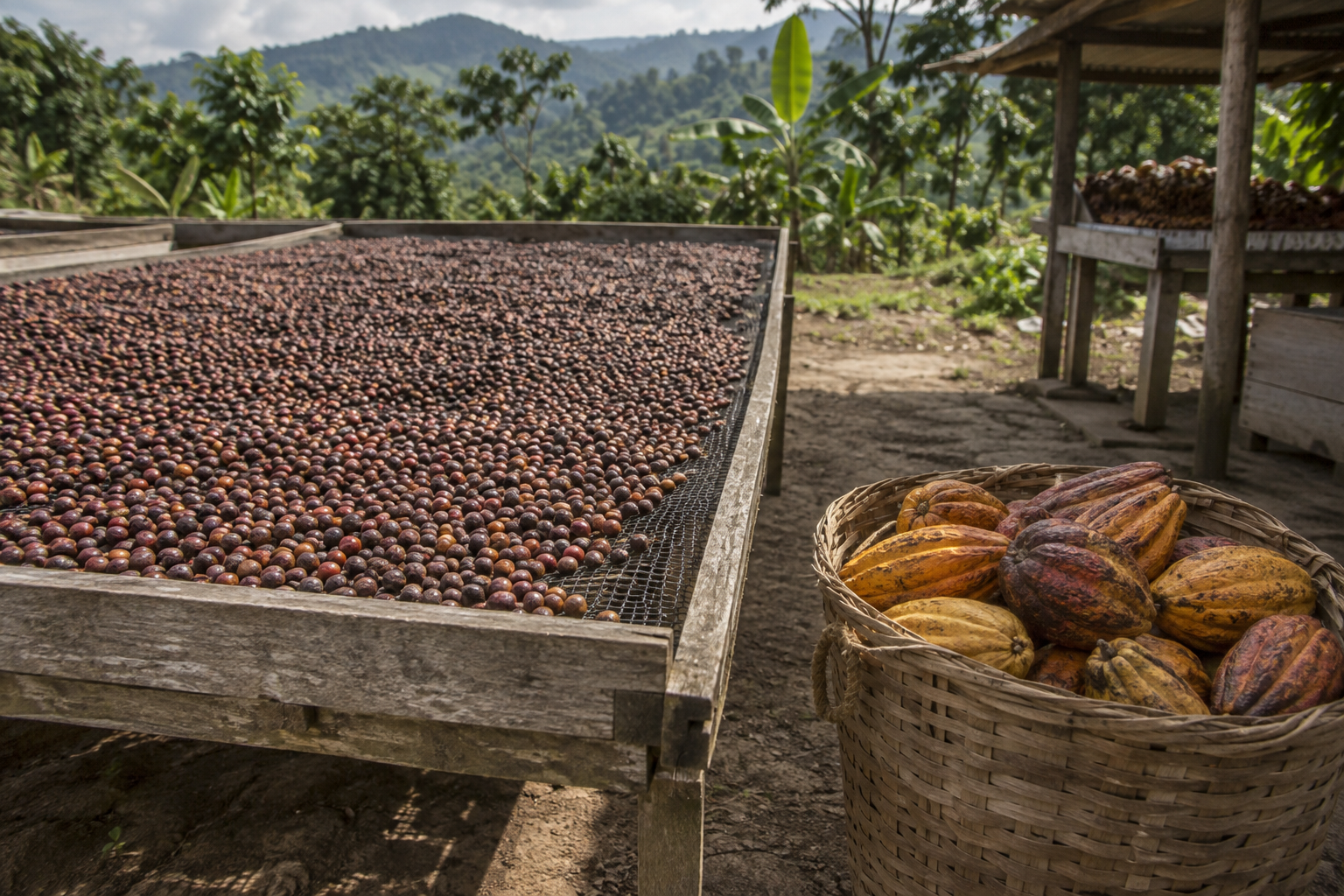Coffee and cocoa: gaps in origin supply and differential data